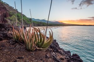 ocean tours mexico